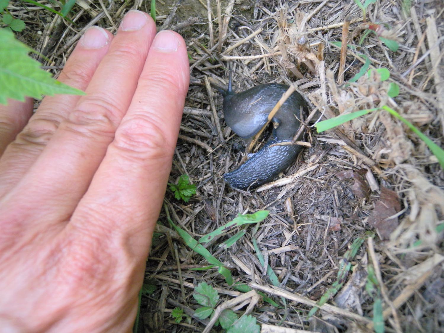 Limax amaliae vicino Paullo (MI)